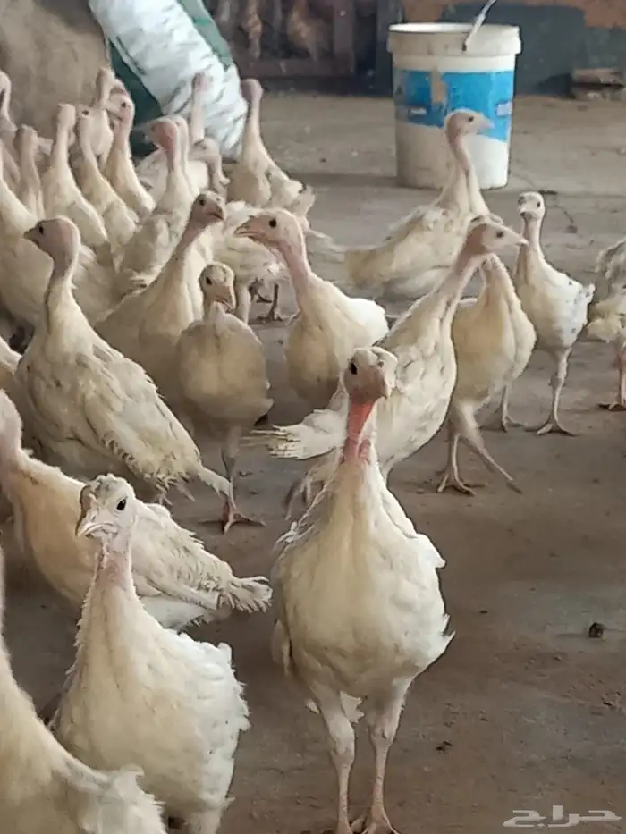 دجاج رومي عمر شهرين تم البيع الله يبارك للبايع والشاري 4