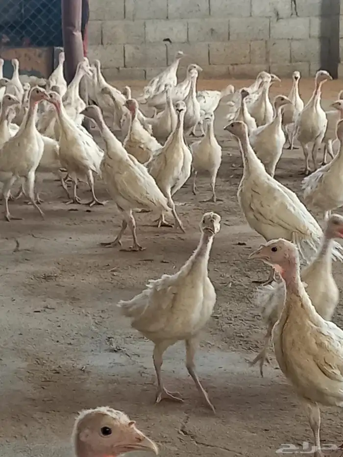 دجاج رومي عمر شهرين تم البيع الله يبارك للبايع والشاري 0