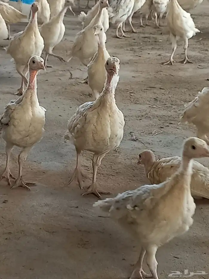 دجاج رومي عمر شهرين تم البيع الله يبارك للبايع والشاري 3