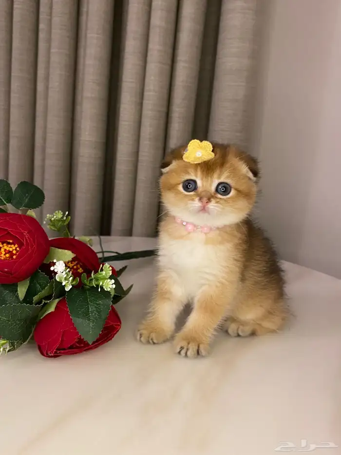 قطط سكوتش فولد للبيع 3