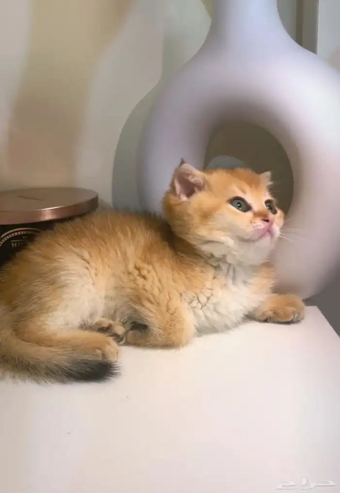 3 قطط سكوتش بيوور للبيع 2