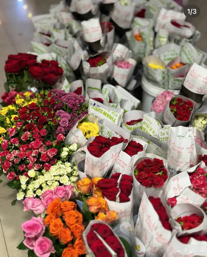 الجمله والمفرد المدينه المنوره حي المطار 4