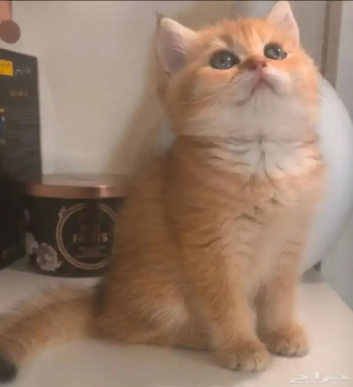 أنثى سكوتش ستريت NY25 0