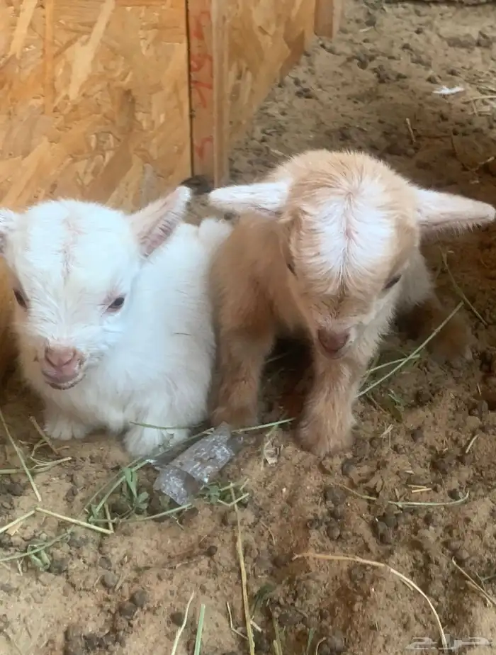 ماعز قزم صغير جدا الماعز قزم 7