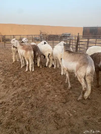 جذعان طيبه وزن للزواجات فل الفل البيع 1400 14