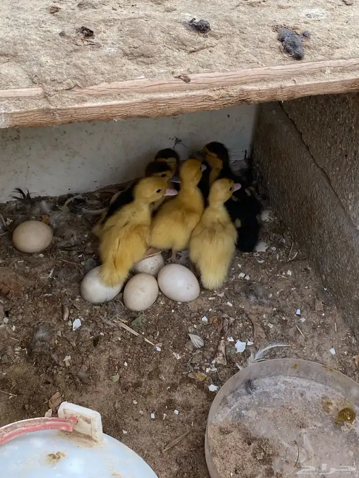 بطه مصريه مع فروخها 2