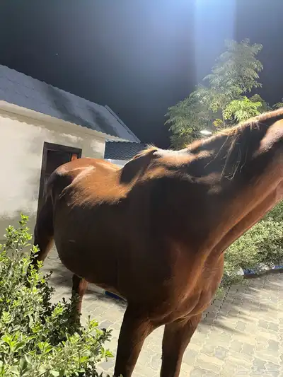 خيل انقليزي بطل index