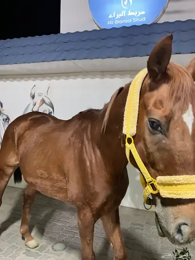 خيل انقليزي بطل index