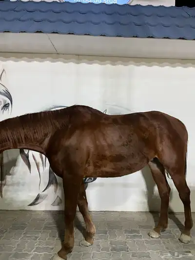 خيل انقليزي بطل index