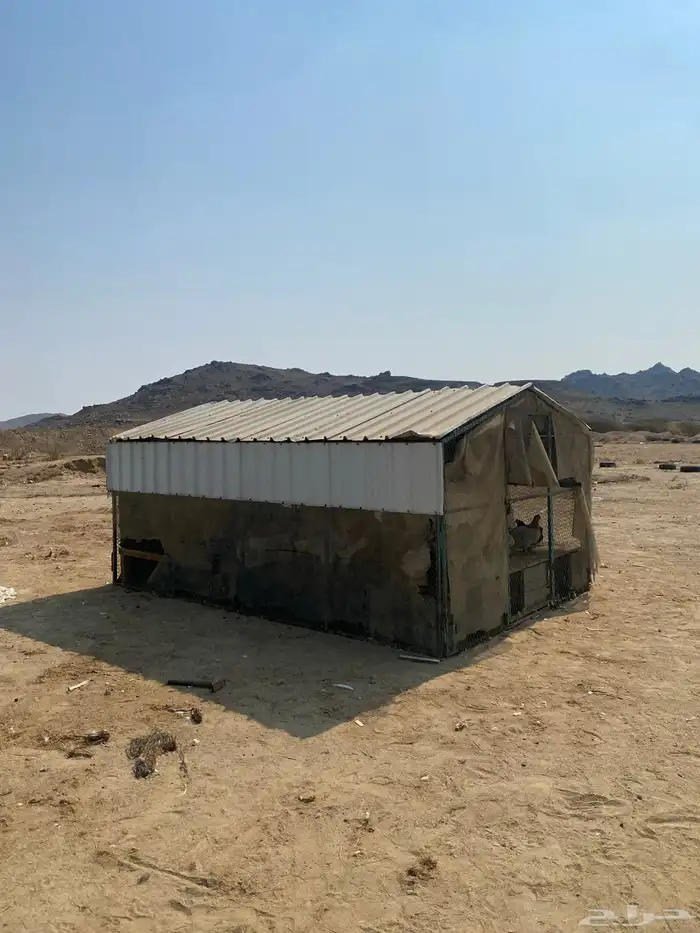 بيض بلدي فاخر و فريد من نوعه توصيل مجاني داخل الحي 7