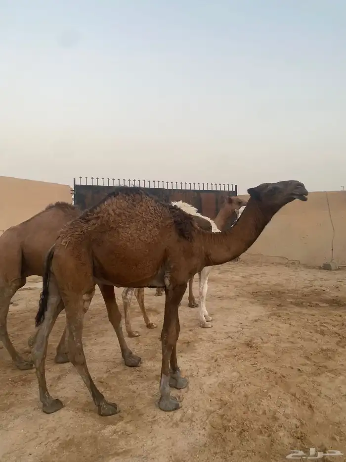 قعدان للزواجات مفاريد وزن عدد 13 سوم 6850 7
