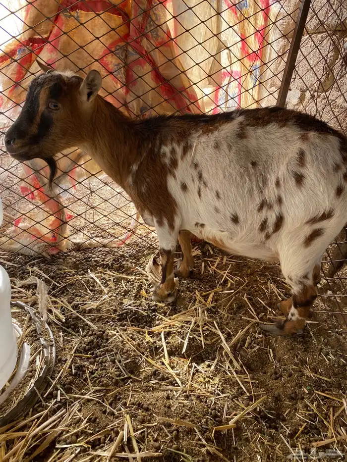 ماعز قزم عنز قزمية 2