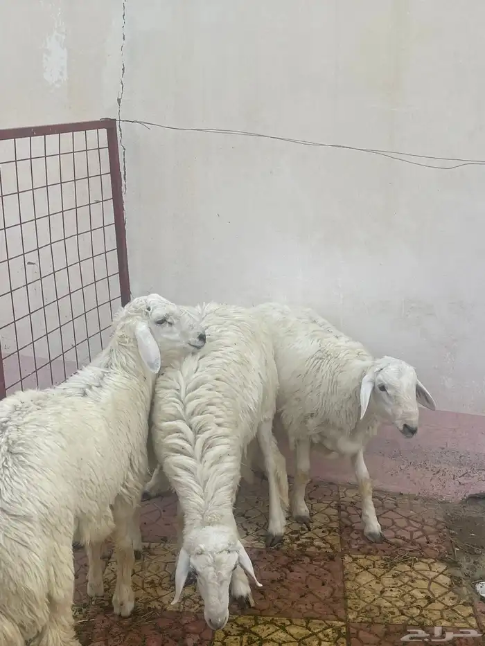 اغنام حرية جذعان 0