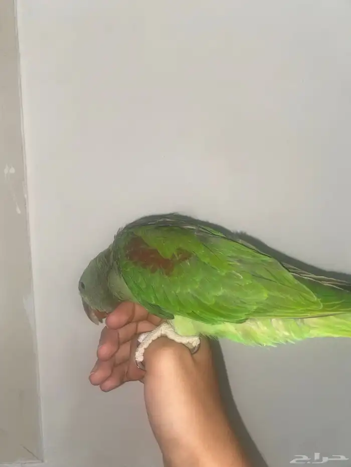 دره نيبالي اليف 1