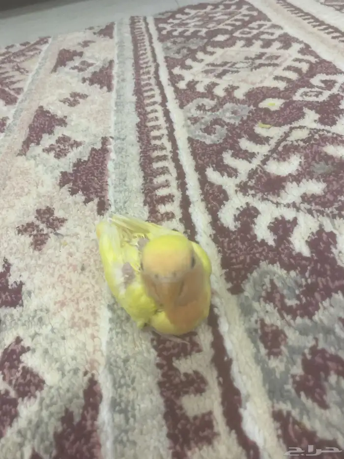 روز فرخ عيون حمرا 2