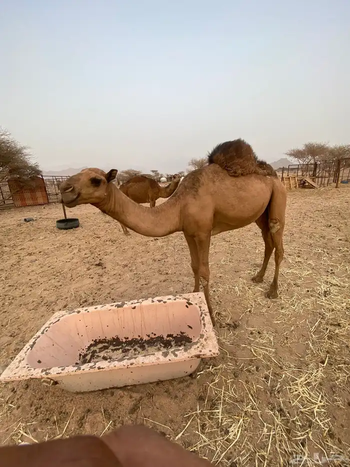 بكار طيبات 0