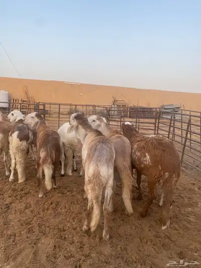 جذعان طيبه وزن للزواجات فل الفل البيع 1400 12