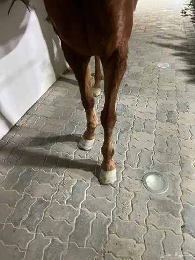 خيل انقليزي بطل index