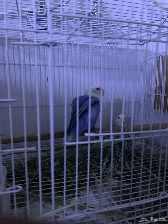 زوج روز منتج الذكر أليف 0