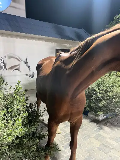 خيل انقليزي بطل index