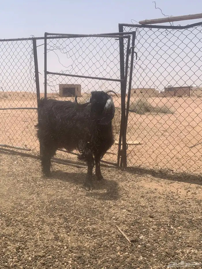 عنز سديس ديوسها سلم 3