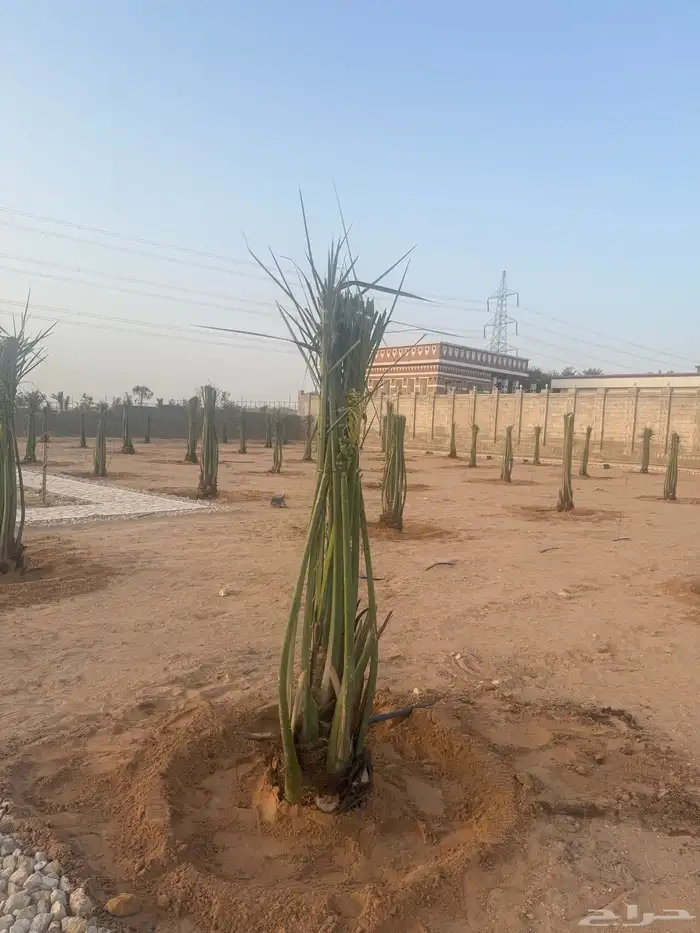 نخل مثمر مع التوصيل والغرس بالموقع 4