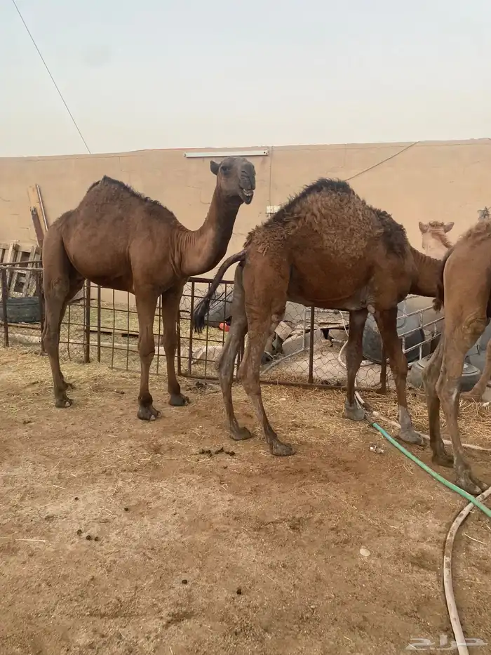 قعدان للزواجات مفاريد وزن عدد 13 سوم 6850 12