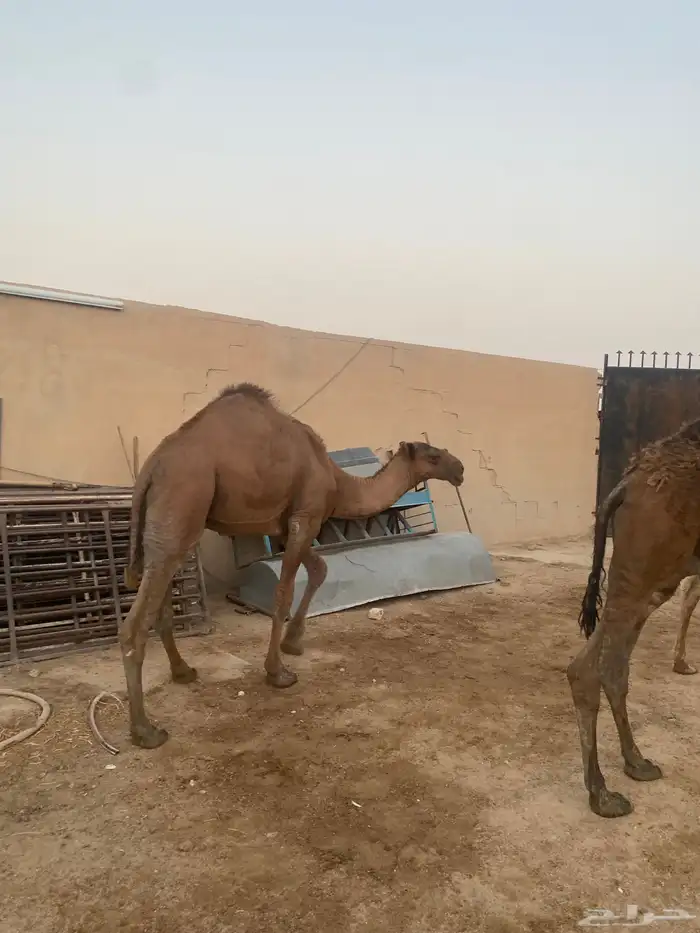 قعدان للزواجات مفاريد وزن عدد 13 سوم 6850 9