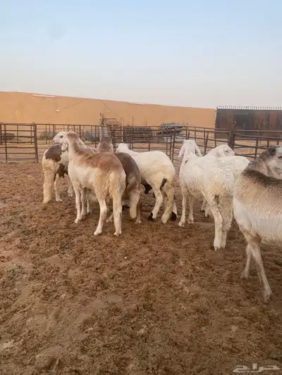 جذعان طيبه وزن للزواجات فل الفل البيع 1400 15
