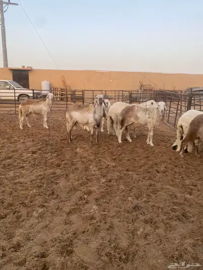 جذعان طيبه وزن للزواجات فل الفل البيع 1400 1
