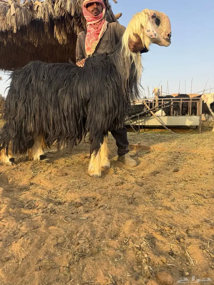 فحل نجدي نادر 0
