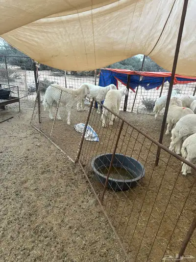 طليان تضحي 1