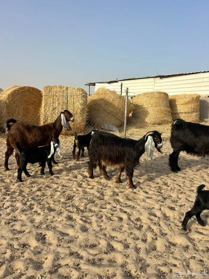 معزا عوارض 0