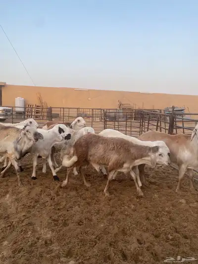 جذعان طيبه وزن للزواجات فل الفل البيع 1400 4