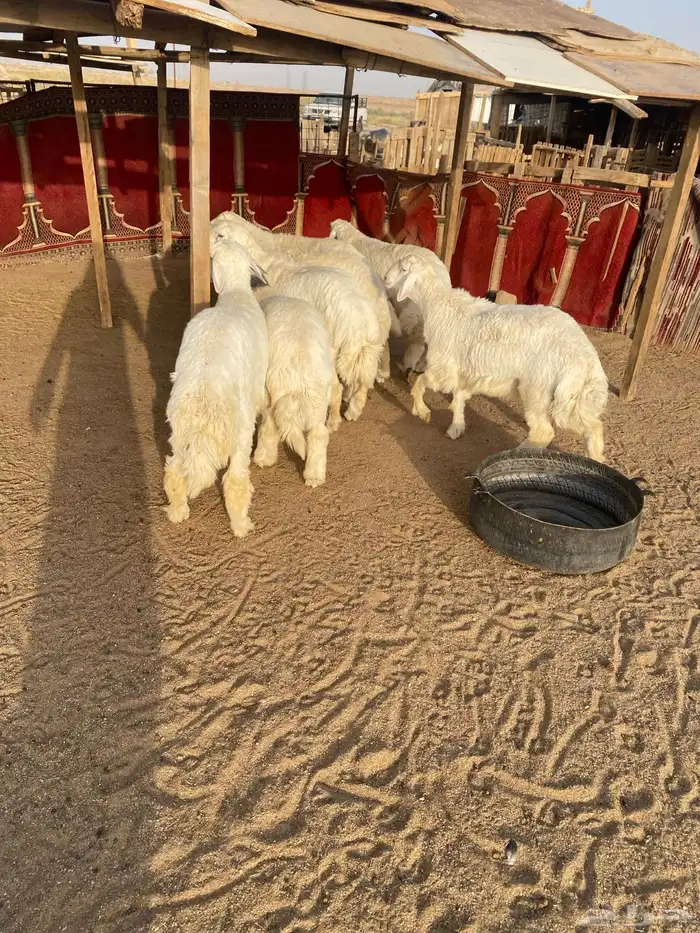البيع طليان جذعان العدد 7 واحد فيه خراج تحت أذنه 8