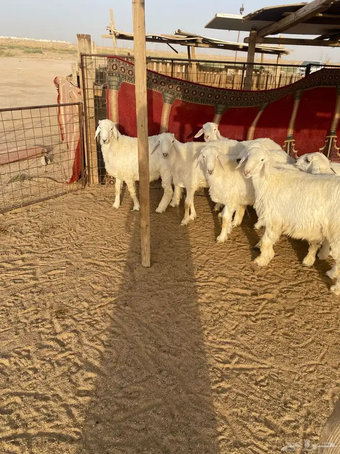 البيع طليان جذعان العدد 7 واحد فيه خراج تحت أذنه 3