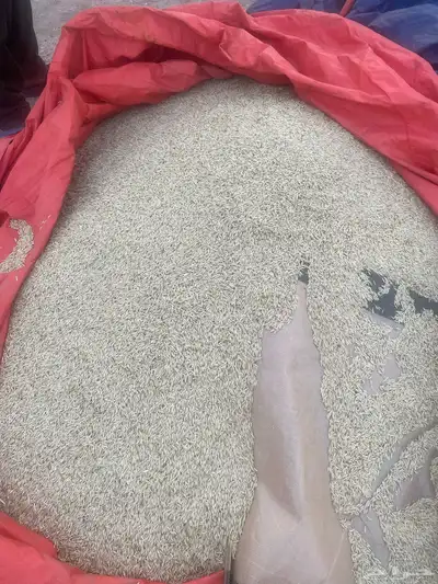 شعير بلدي نظيف 0