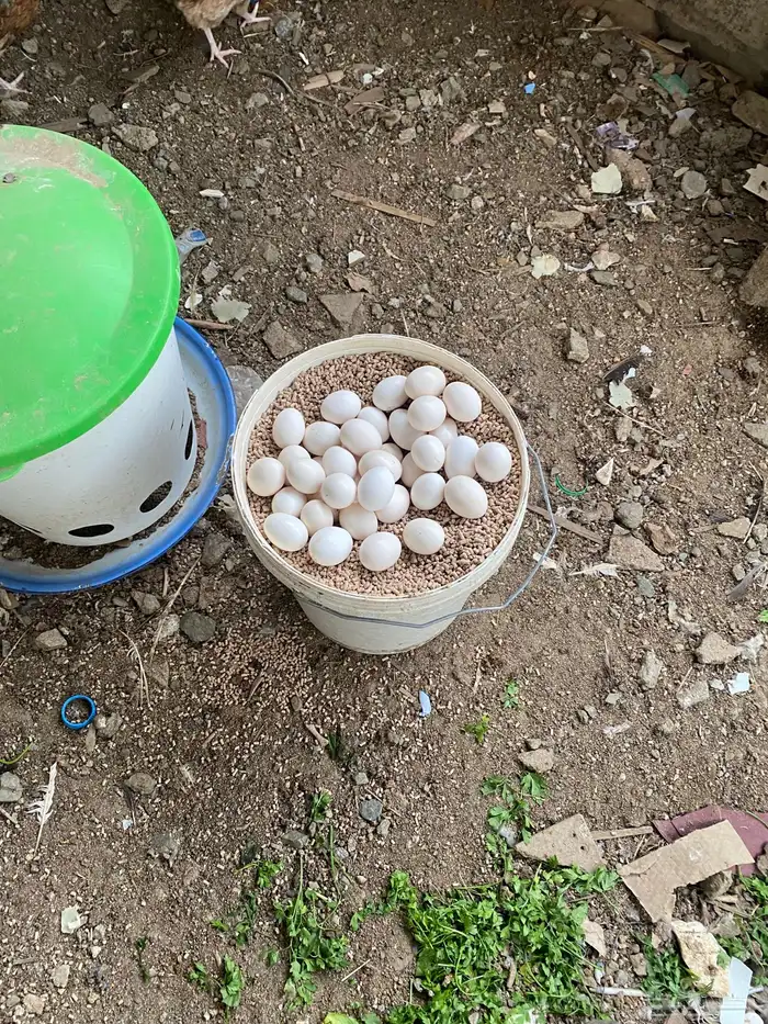 للبيع بيض دجاج بلدي ترثة 1