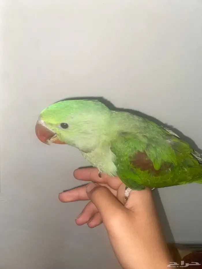 دره نيبالي اليف 3