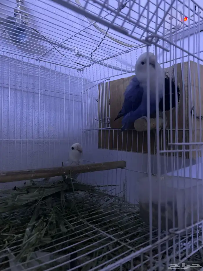 زوج روز منتج الذكر أليف 1