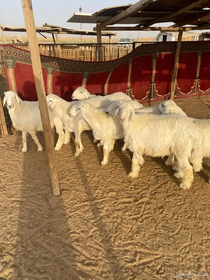 البيع طليان جذعان العدد 7 واحد فيه خراج تحت أذنه 0