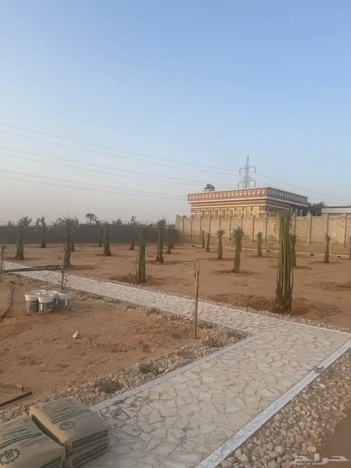 نخل مثمر مع التوصيل والغرس بالموقع 3