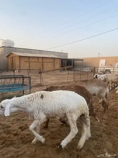 جذعان طيبه وزن للزواجات فل الفل البيع 1400 9
