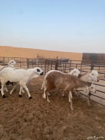 جذعان طيبه وزن للزواجات فل الفل البيع 1400 3
