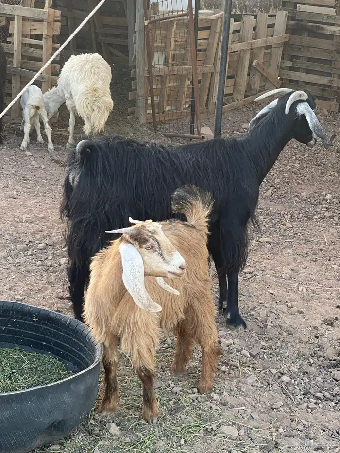 عنز 3