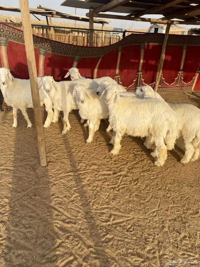 البيع طليان جذعان العدد 7 واحد فيه خراج تحت أذنه 2