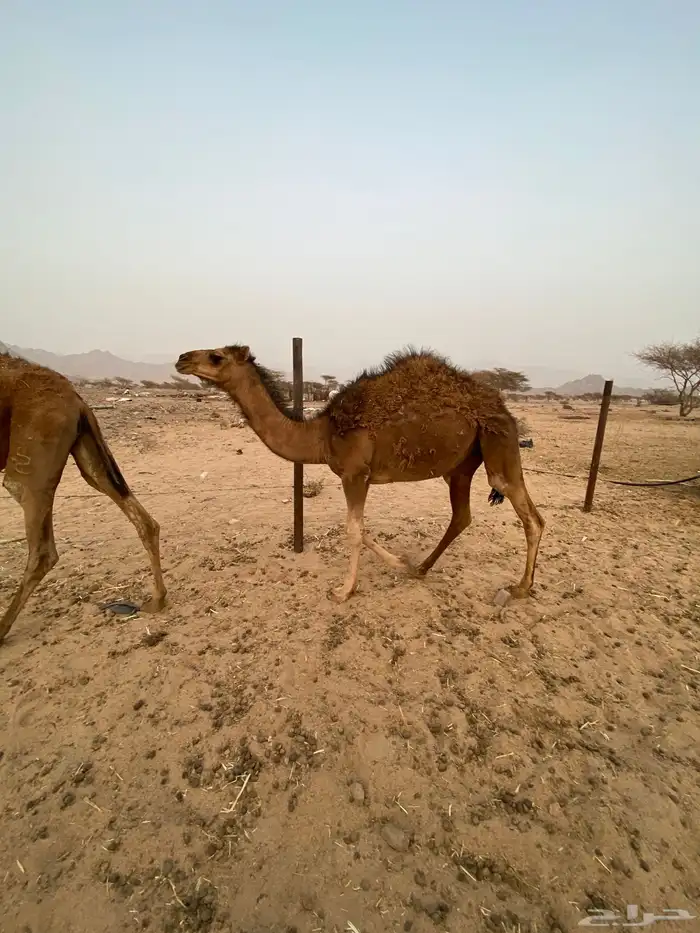 بكار طيبات 3