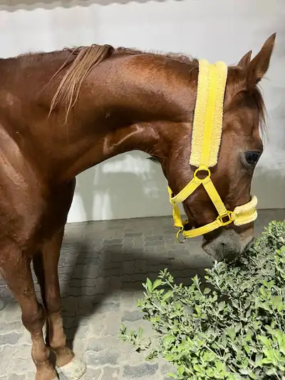 خيل انقليزي بطل index