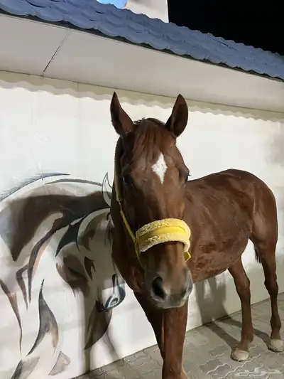 خيل انقليزي بطل index