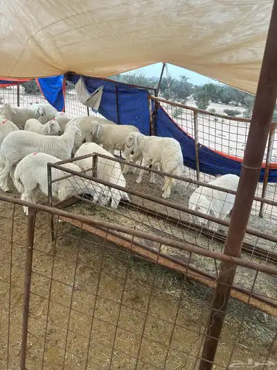طليان تضحي 0
